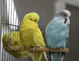 Ku?lar? için evin üstüne konteyner koydu