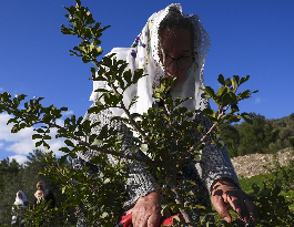 Sak?z a?açlar? canland?!