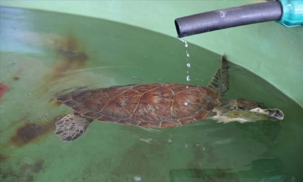 Uydu cihazıyla izlenen caretta caretta 